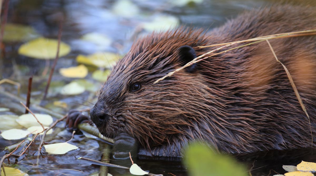 Beaver close up in river