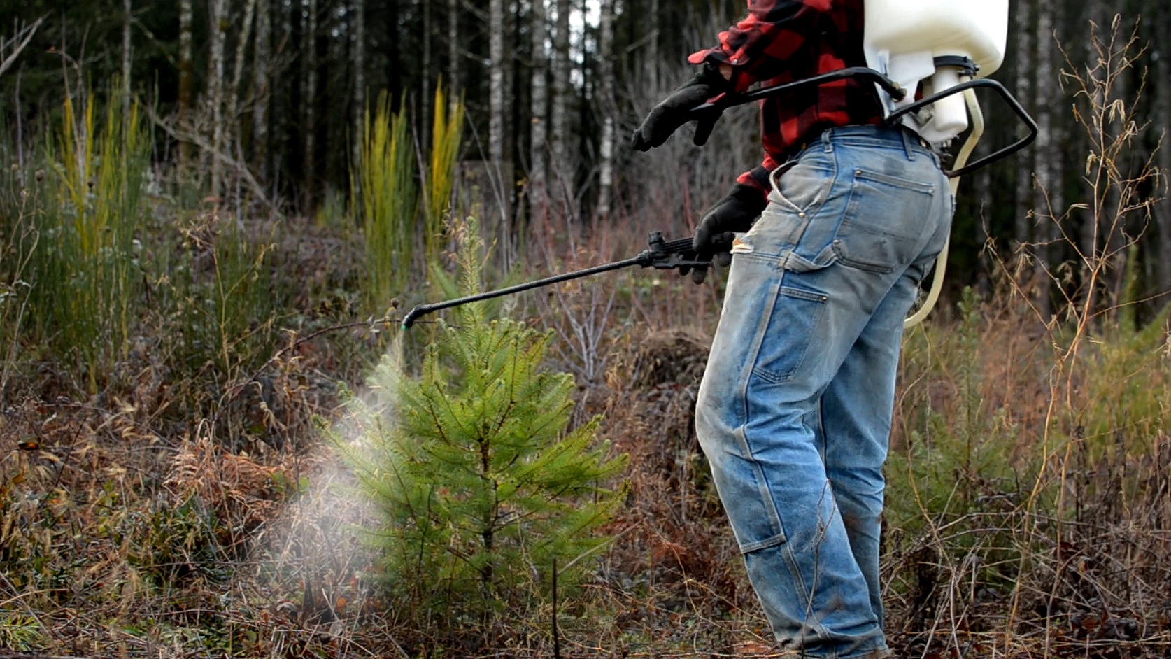 Person spraying sapling with chemicals 