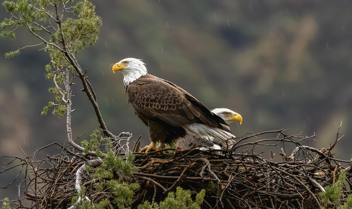 2 bald eagles in nest