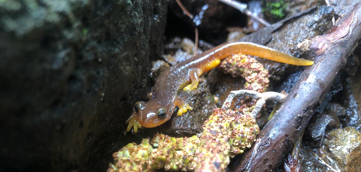 Salamander on forest floor 