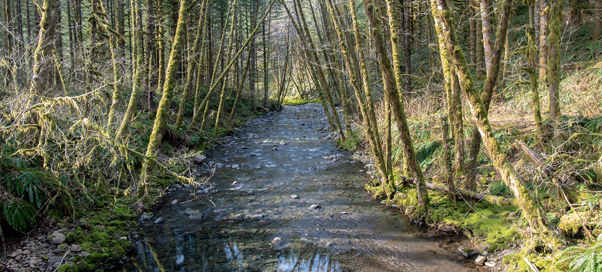 Significant changes in the law resulting from the Private Forest Accord will expand habitat protections around most west-side streams, rivers and lakes.